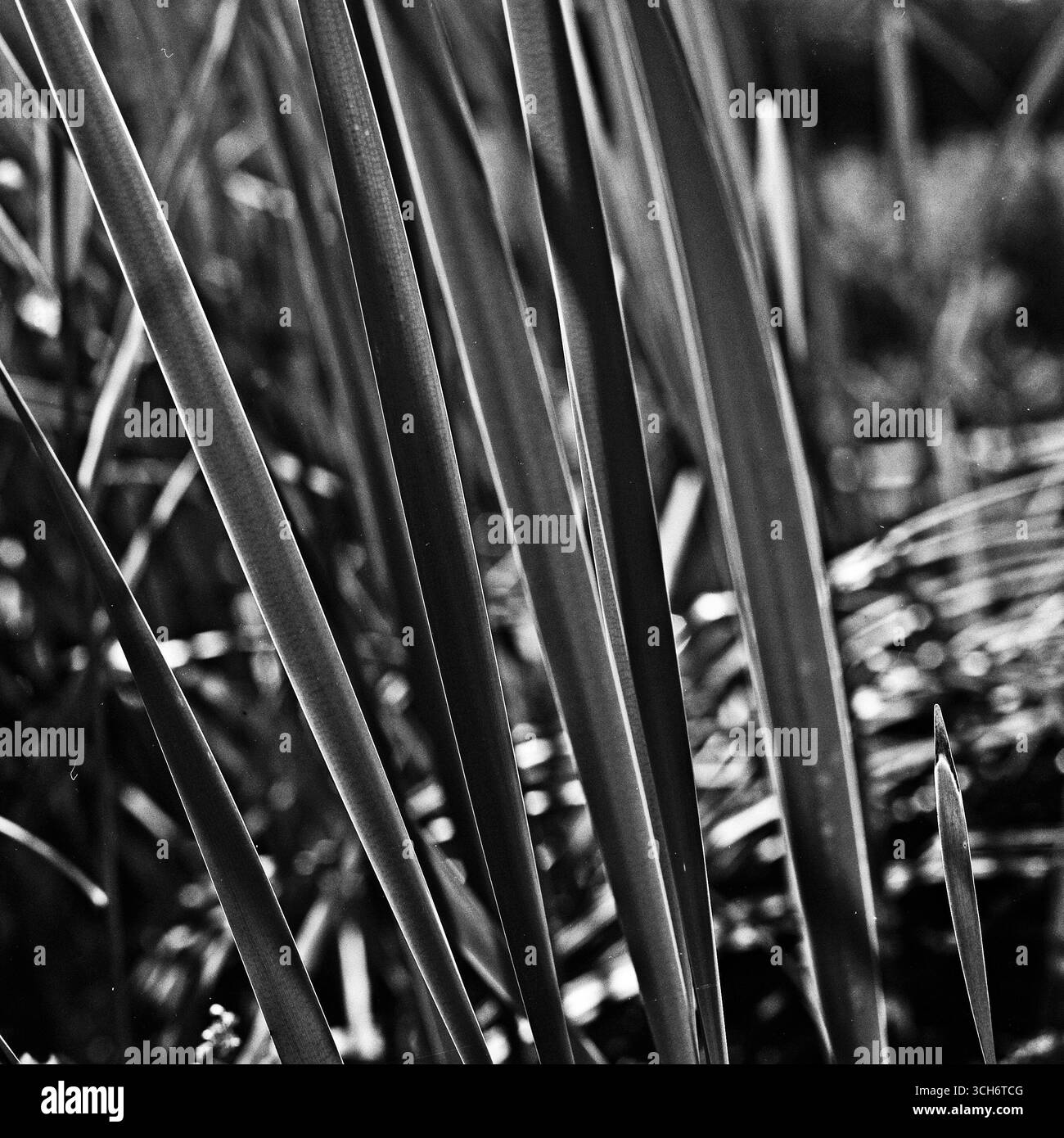 Foglie appuntite Foto Stock