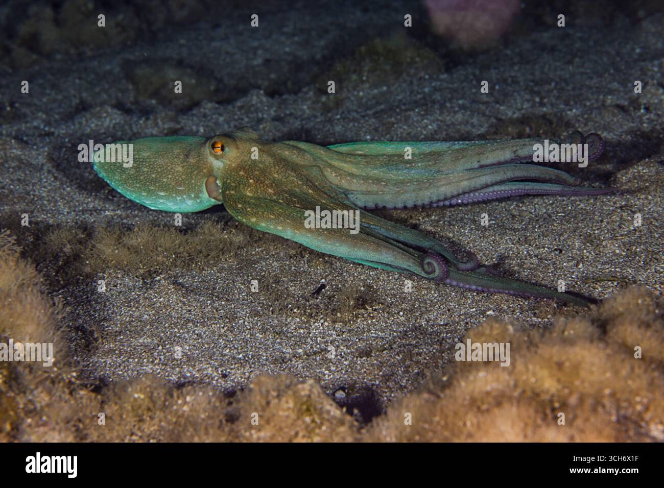 Polpo comune di notte Foto Stock