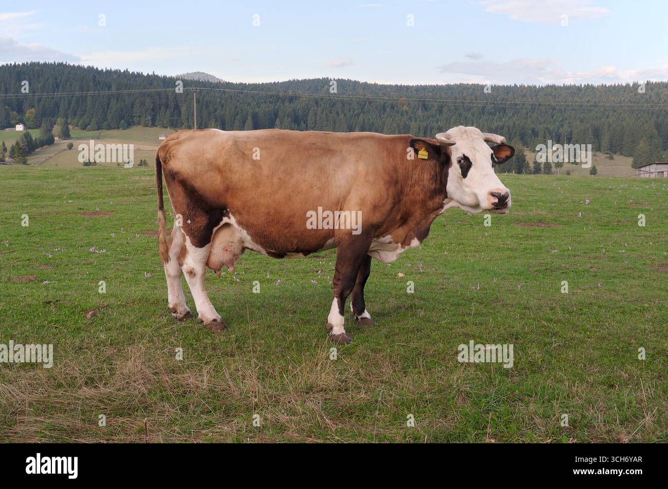 Bestiame da latte frisone Holstein in Bosnia-Erzegovina (guardando) Foto Stock