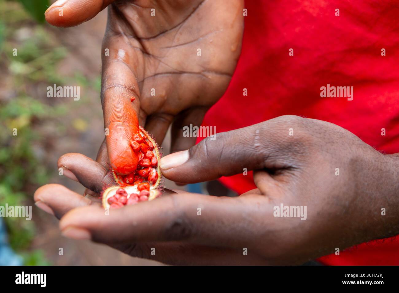 Tanzania - Zanzibar - Achiote (Bixa orellana) - dita colorate di rosso da semi freschi, pigmento vivido apprezzato in tutte le fattorie di spezie locali Foto Stock