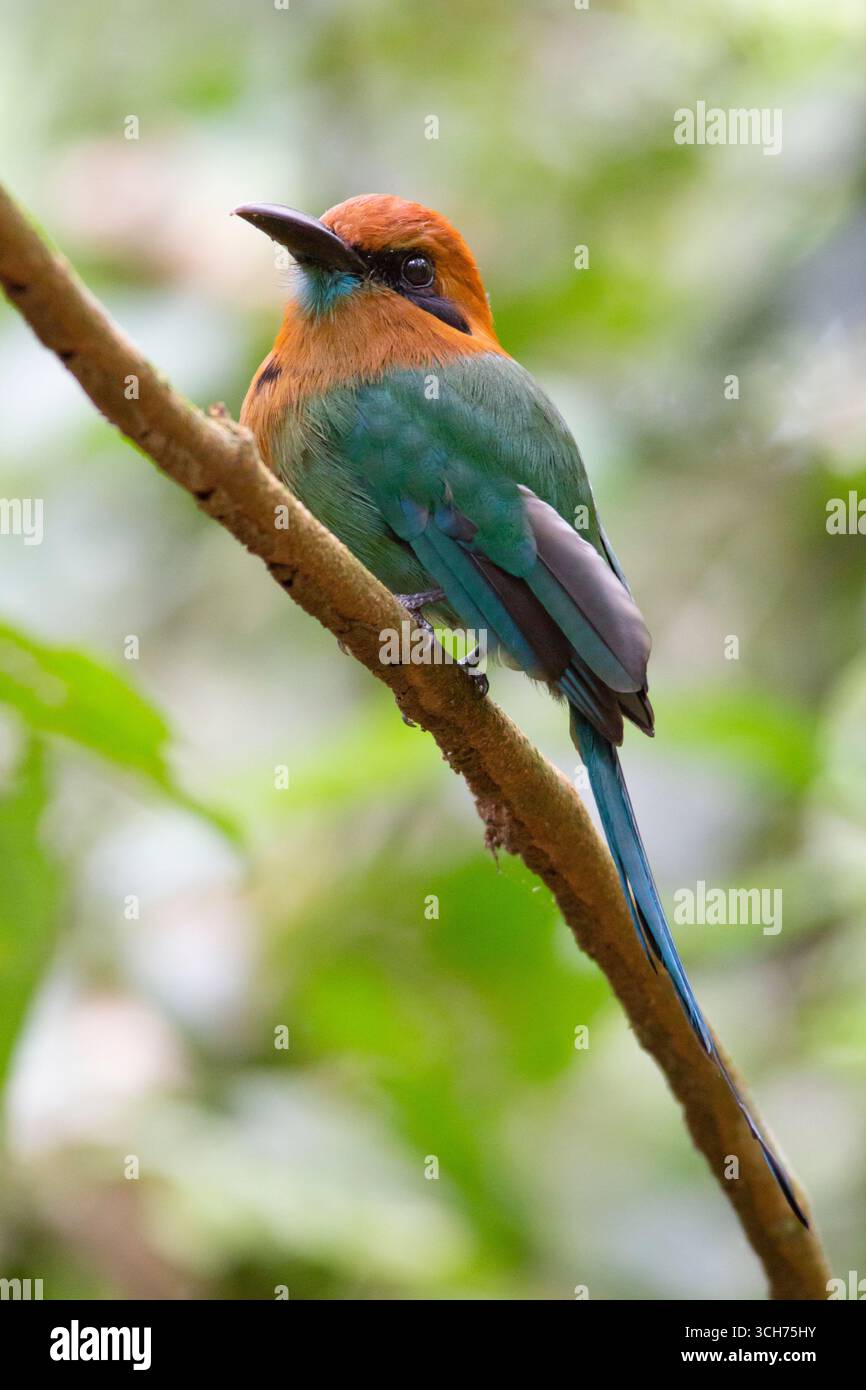 motmot (Electron platyrhynchum) a fattura larga. Stazione biologica di la Selva; Sarapiquí, pianura caraibica, Costa Rica. Foto Stock