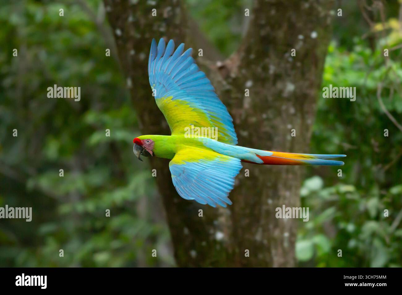 Grande Macaw verde (Ara ambiguus) volare. Puerto Viejo, Limón, Costa Rica. Foto Stock