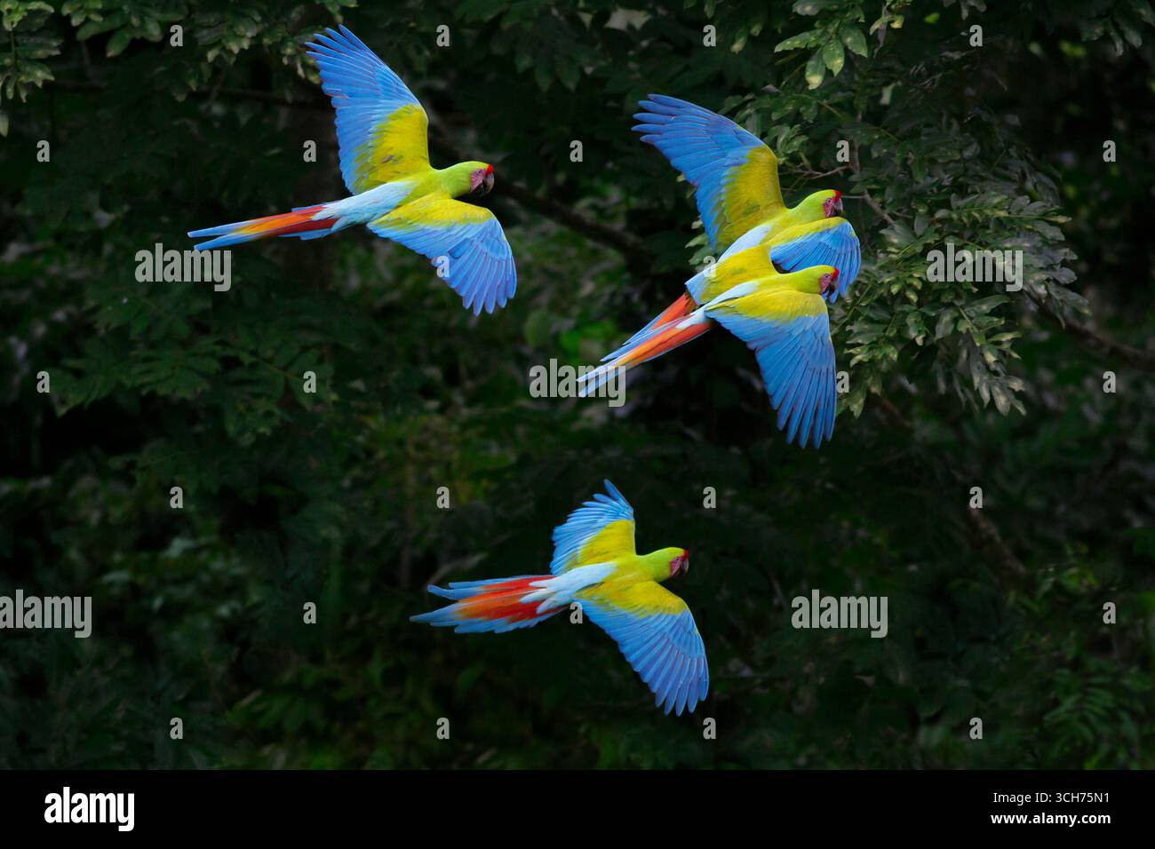 Great Green Macaws (Ara ambiguus) in volo. Puerto Viejo, Limón, Costa Rica. Foto Stock