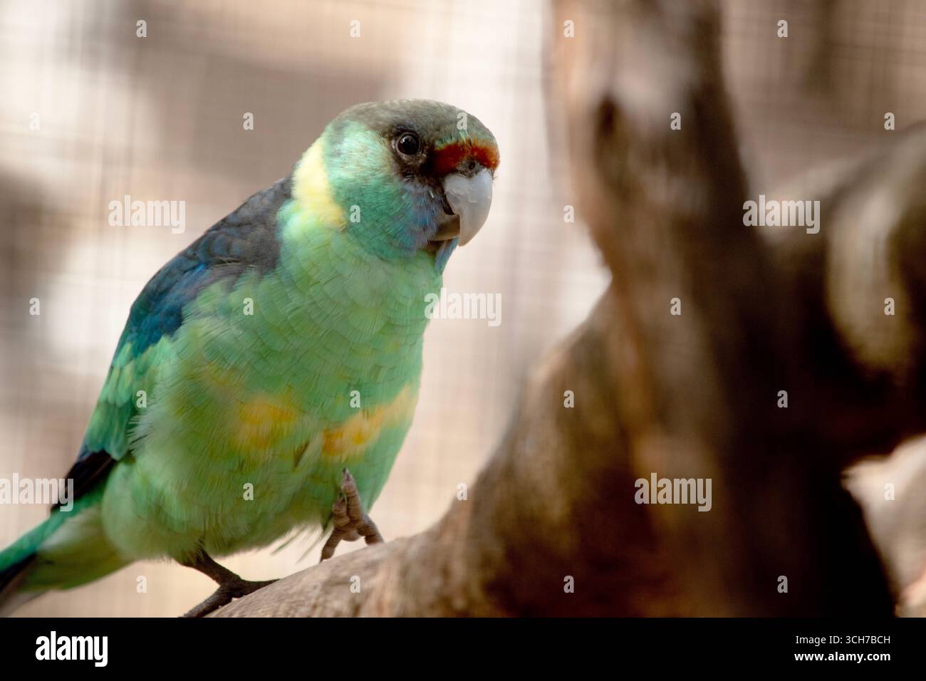 Il Ringneck australiano per lo più verde, con un'evidente fascia gialla sul retro del collo. Foto Stock