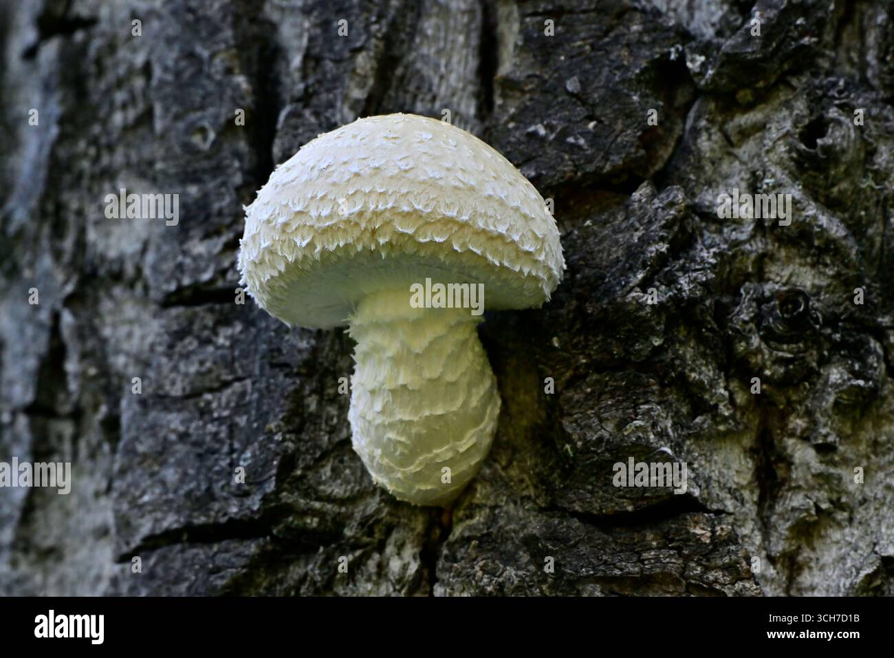 Un fungo Gilled comune che cresce dalla corteccia di un albero nella campagna Alberta Canada Foto Stock