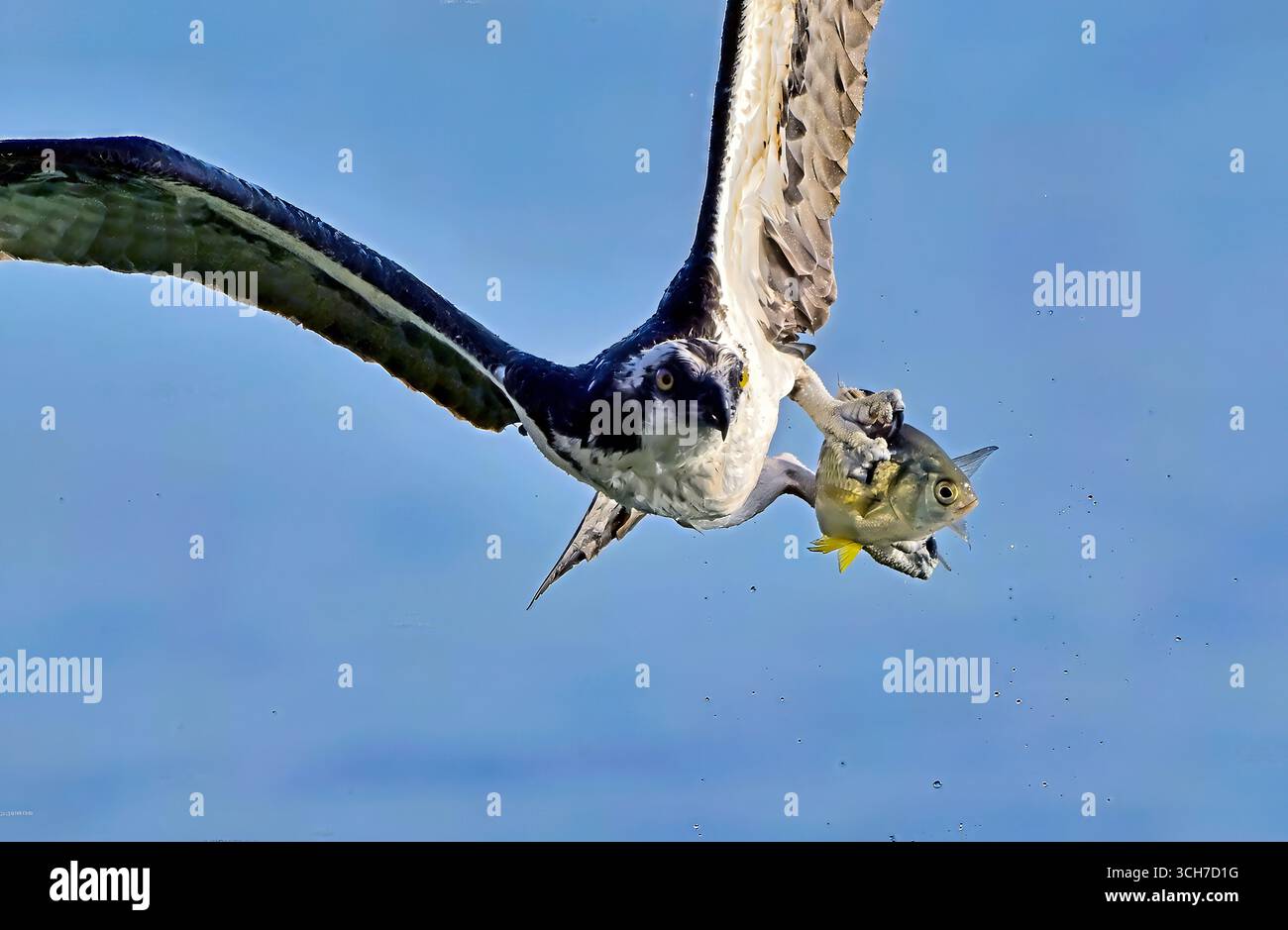 Un falco selvatico (Pandion haliaetus), che vola con un pesce Shiner Perch catturato nelle acque poco profonde al largo della costa dell'isola di Vancouver Foto Stock