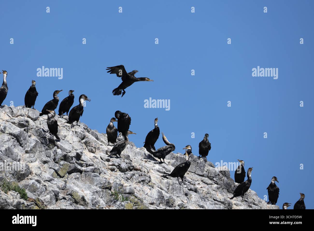 Il cormorano giapponese (Phalacrocorax capillatus), noto anche come cormorano di Temminck, è un cormorano originario del Paleartico orientale Foto Stock