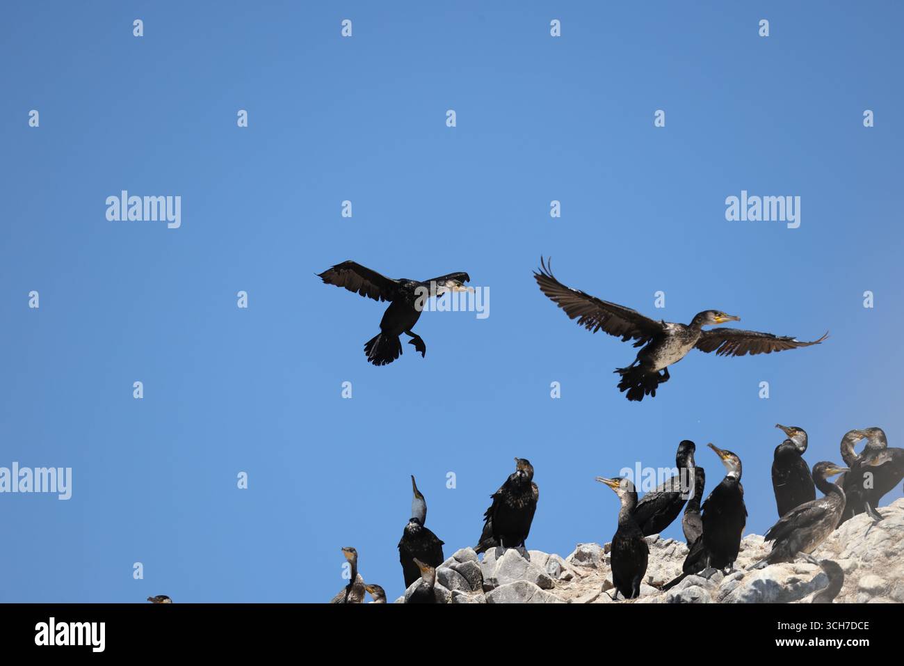 Il cormorano giapponese (Phalacrocorax capillatus), noto anche come cormorano di Temminck, è un cormorano originario del Paleartico orientale Foto Stock