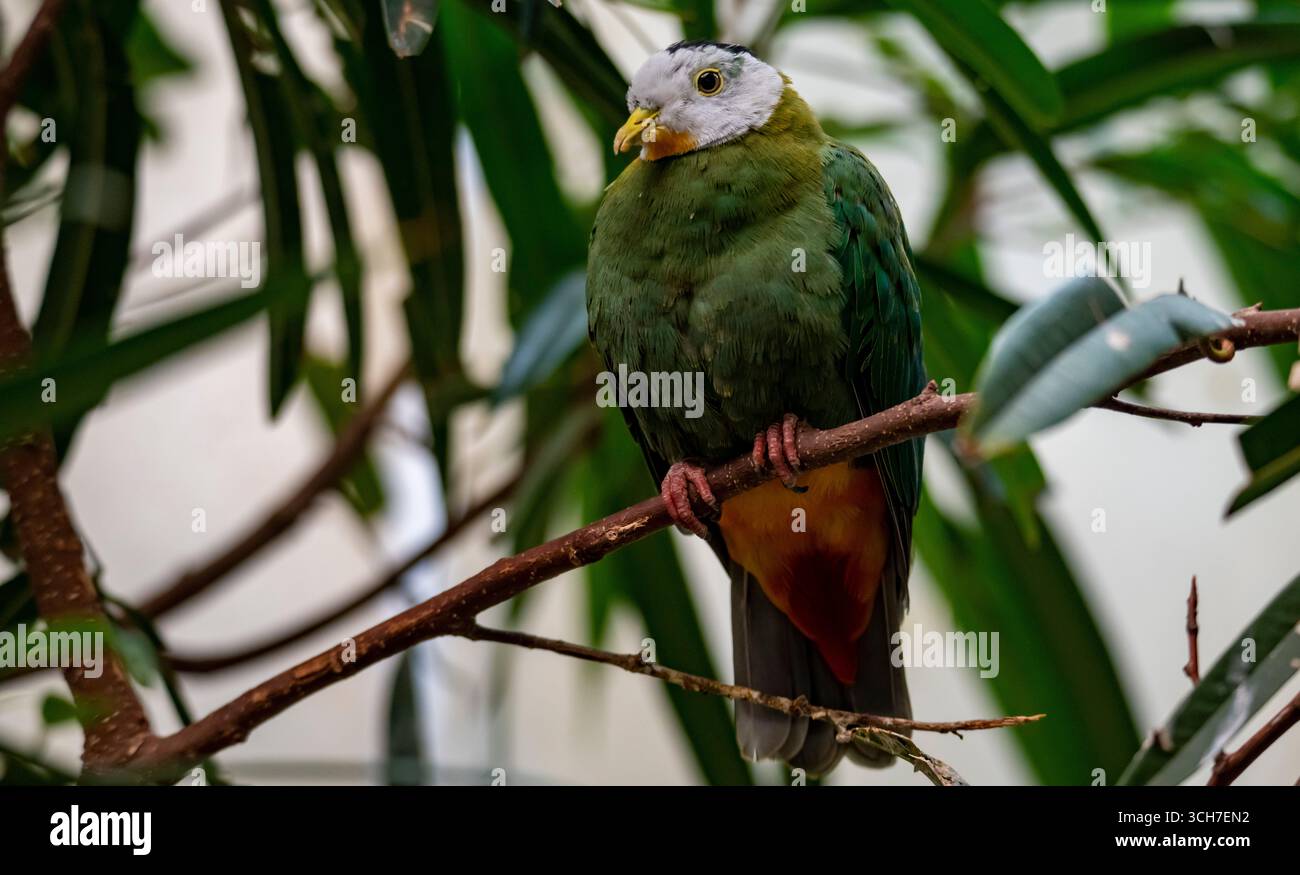 Ptilinopus melanospilus (Ptilinopus melanospilus), nota anche come colomba di frutta dalla testa nera Foto Stock