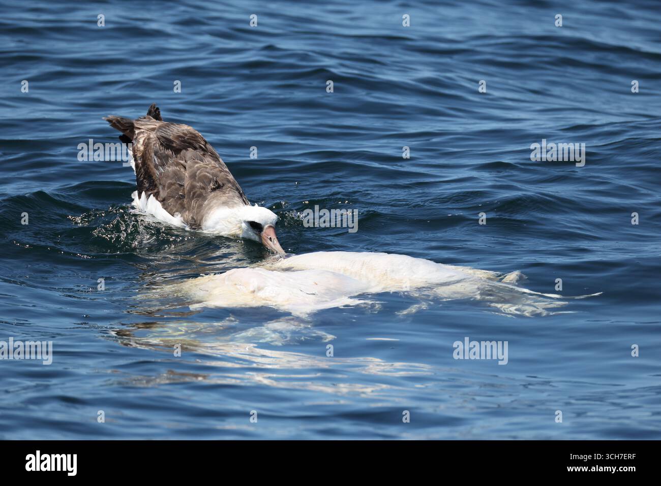 Laysan albatross (Phoebastria immutabilis) è un grande uccello marino che si estende attraverso il Pacifico settentrionale. Questa foto è stata scattata a Hokkaido, in Giappone. Foto Stock