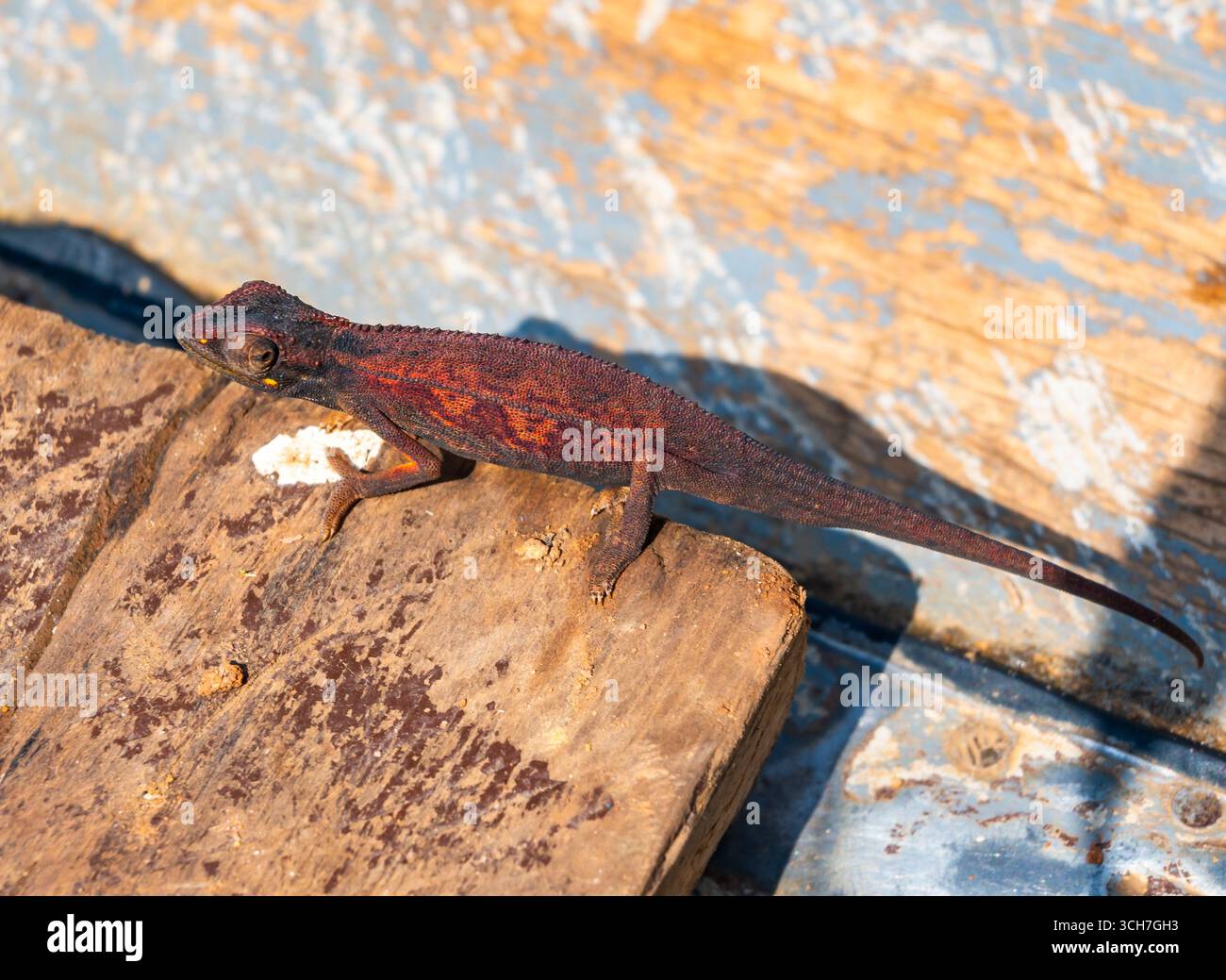 A Chameleon (Trioceros sp.) cambia il colore della pelle in rosso scuro. Uganda, Africa. Foto Stock
