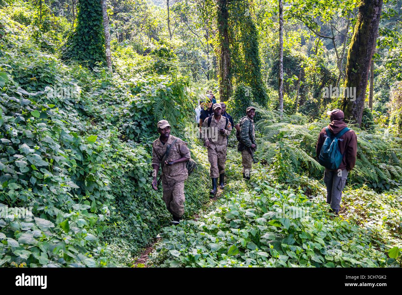 I ranger armati del parco scortano un gruppo di turisti in un tour di ricerca dei gorilla nella foresta tropicale. Parco nazionale impenetrabile di Bwindi, Uganda, Africa. Foto Stock
