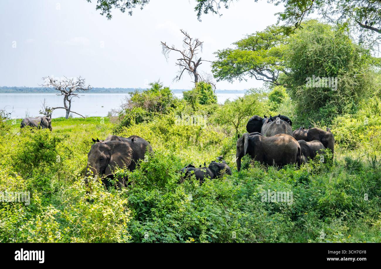 Una mandria di elefanti africani (Loxodonta africana) che si forgia nei cespugli lungo il fiume Nilo. Uganda, Africa. Foto Stock