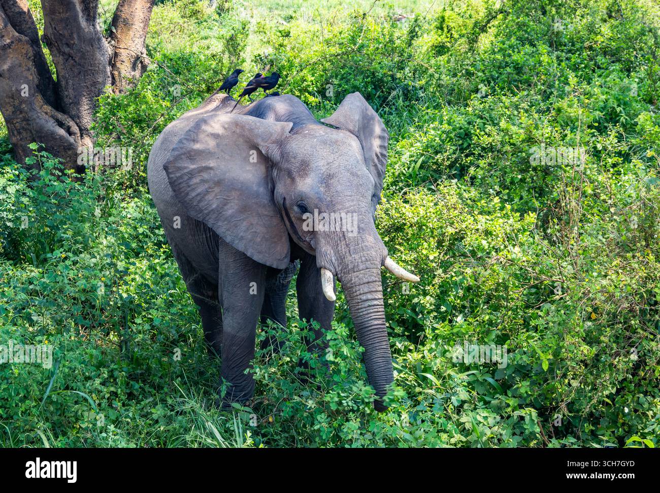 Un giovane elefante africano (Loxodonta africana) che si forgia nei cespugli. Uganda, Africa. Foto Stock