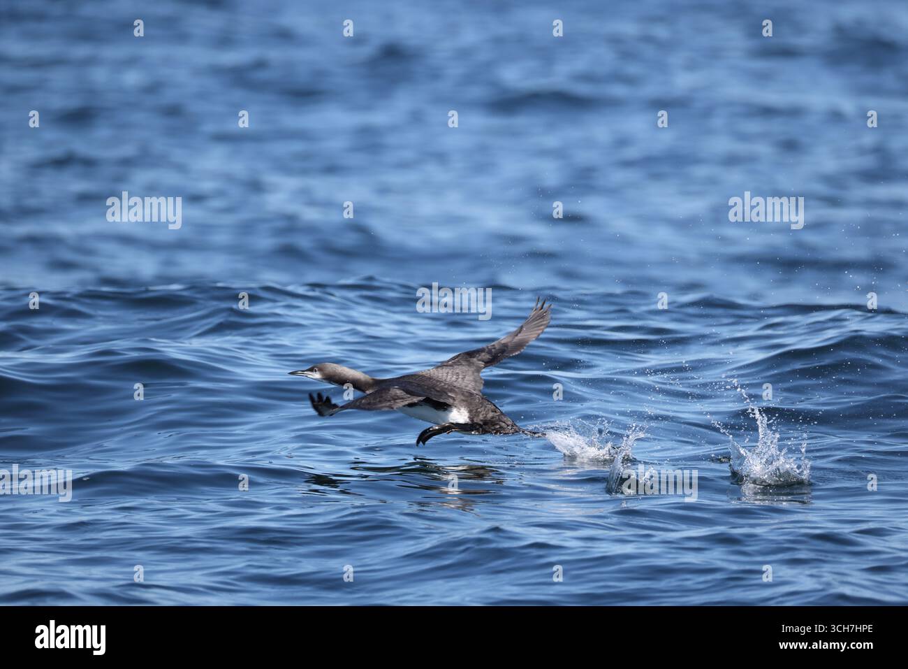 Il Pacific loon o Pacific Diver (Gavia pacifica) è un membro di medie dimensioni della famiglia loon, o subacquea. Questa foto è stata scattata a Hokkaido, in Giappone. Foto Stock