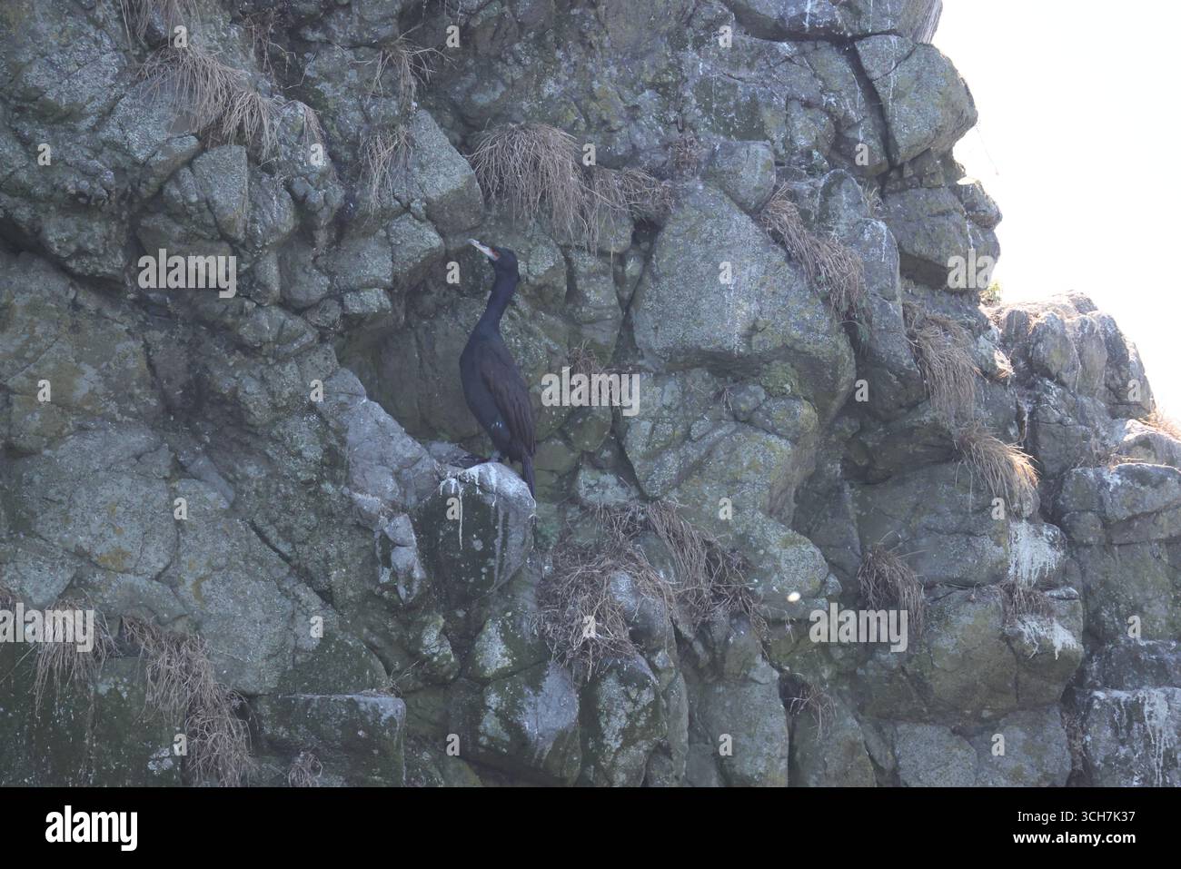 Il cormorano dalla faccia rossa (Urile urile), shag dalla faccia rossa o shag viola, è una specie di uccelli della famiglia dei Phalacrocoracidae. Questa foto è stata scattata a Hokka Foto Stock