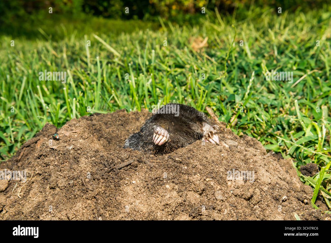 Mola dal naso stellato - Condylura cristata Foto Stock