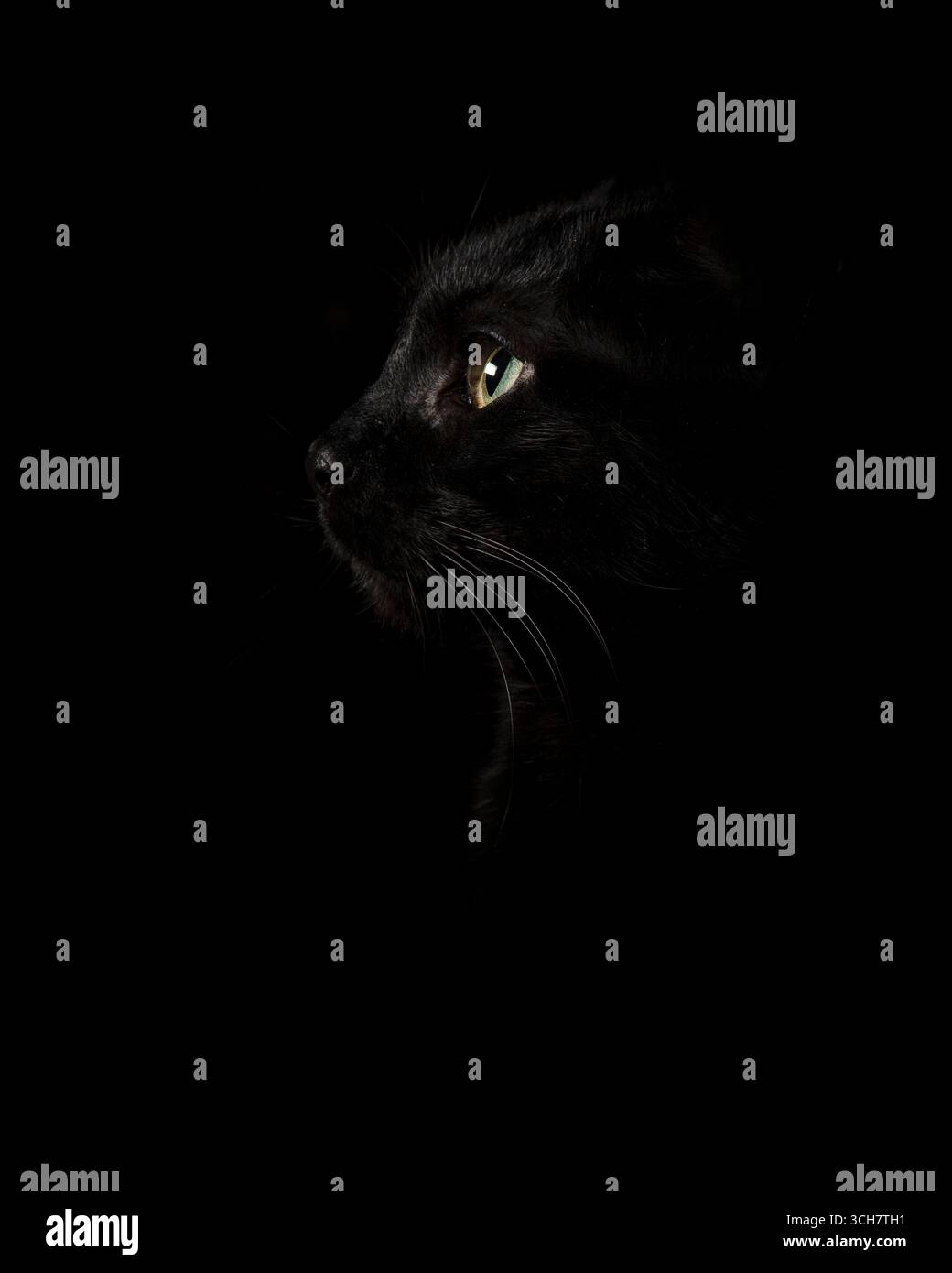 Black Cat Low Key Foto Stock