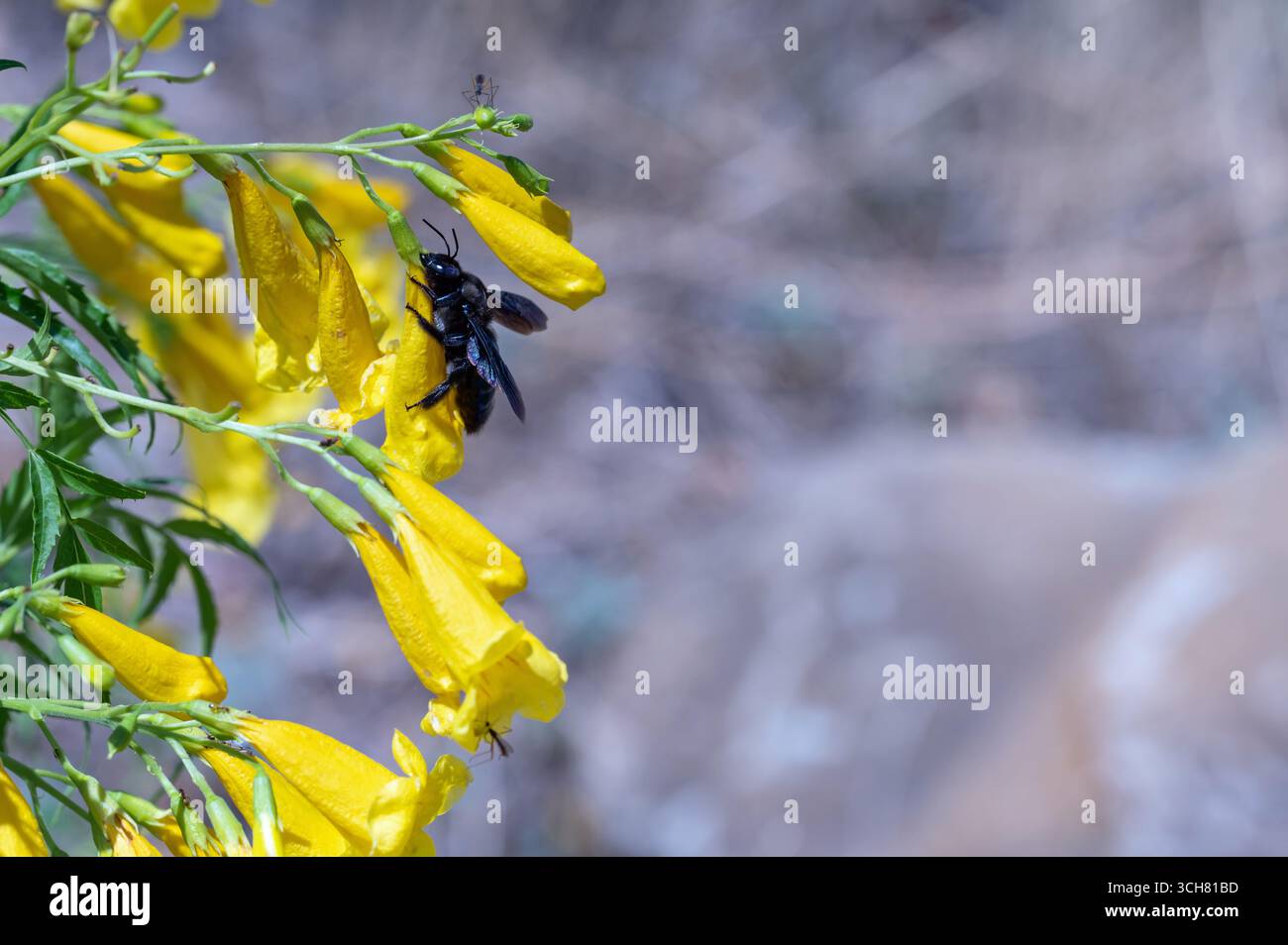 Un'ape da carpentiere che utilizza un comportamento di rapina al nettare Foto Stock