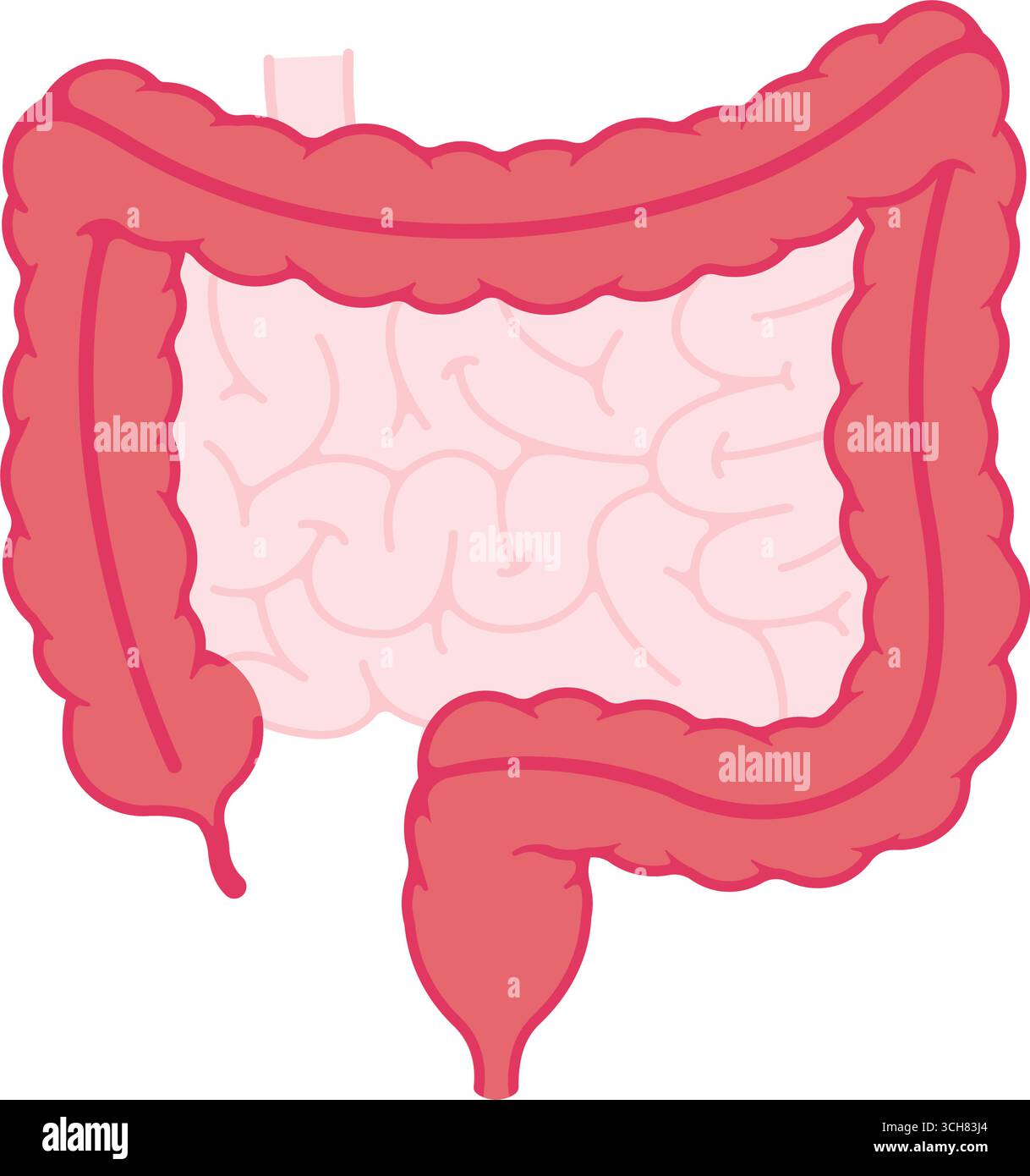 Illustrazione vettoriale anatomia intestino crasso ( senza testo ) Illustrazione Vettoriale
