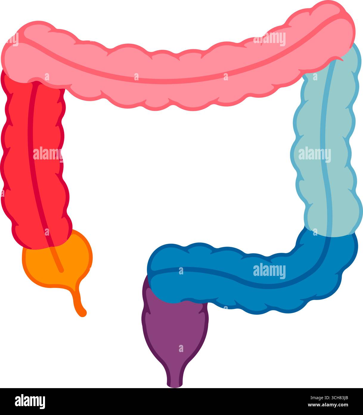 Illustrazione vettoriale anatomia intestino crasso ( senza testo ) Illustrazione Vettoriale