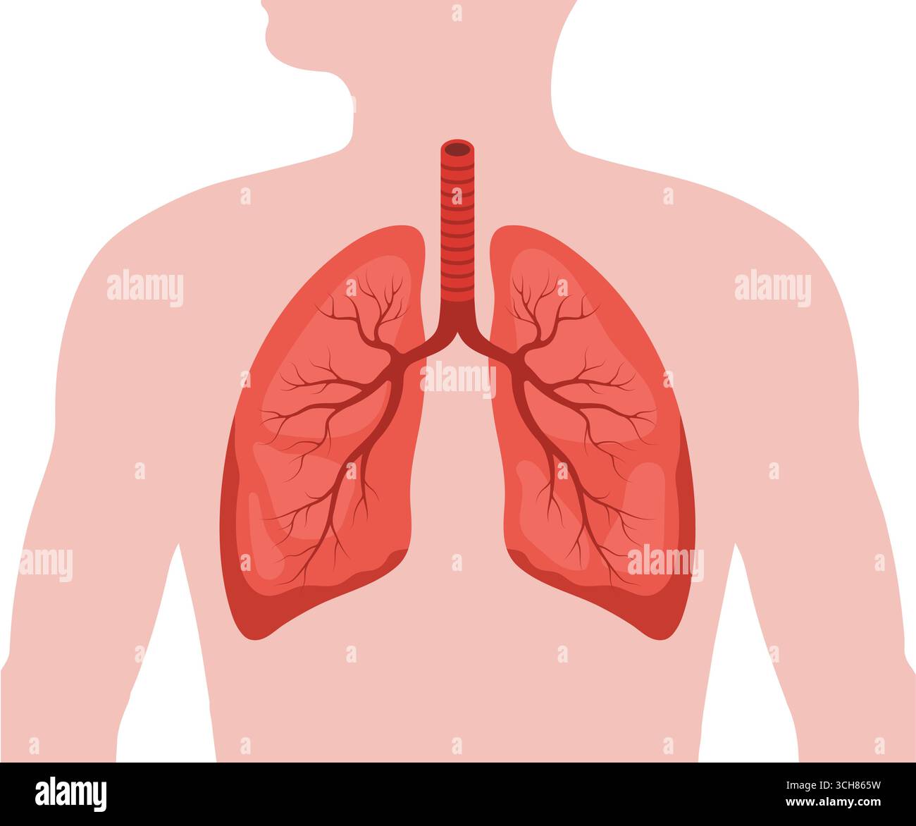 Malattia polmonare. Organo interno umano. Diagnosi e trattamento medico dei polmoni. Illustrazione vettoriale in stile cartone animato piatto Illustrazione Vettoriale