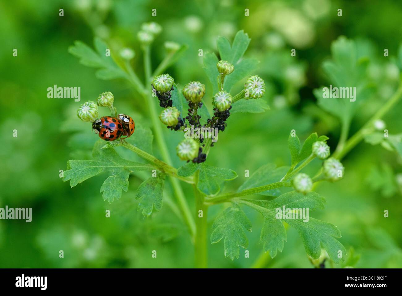 Accoppiamento dei Ladybugs. Primo piano dell'accoppiamento di coleotteri asiatici. Harmonia axyridis. Foto Stock