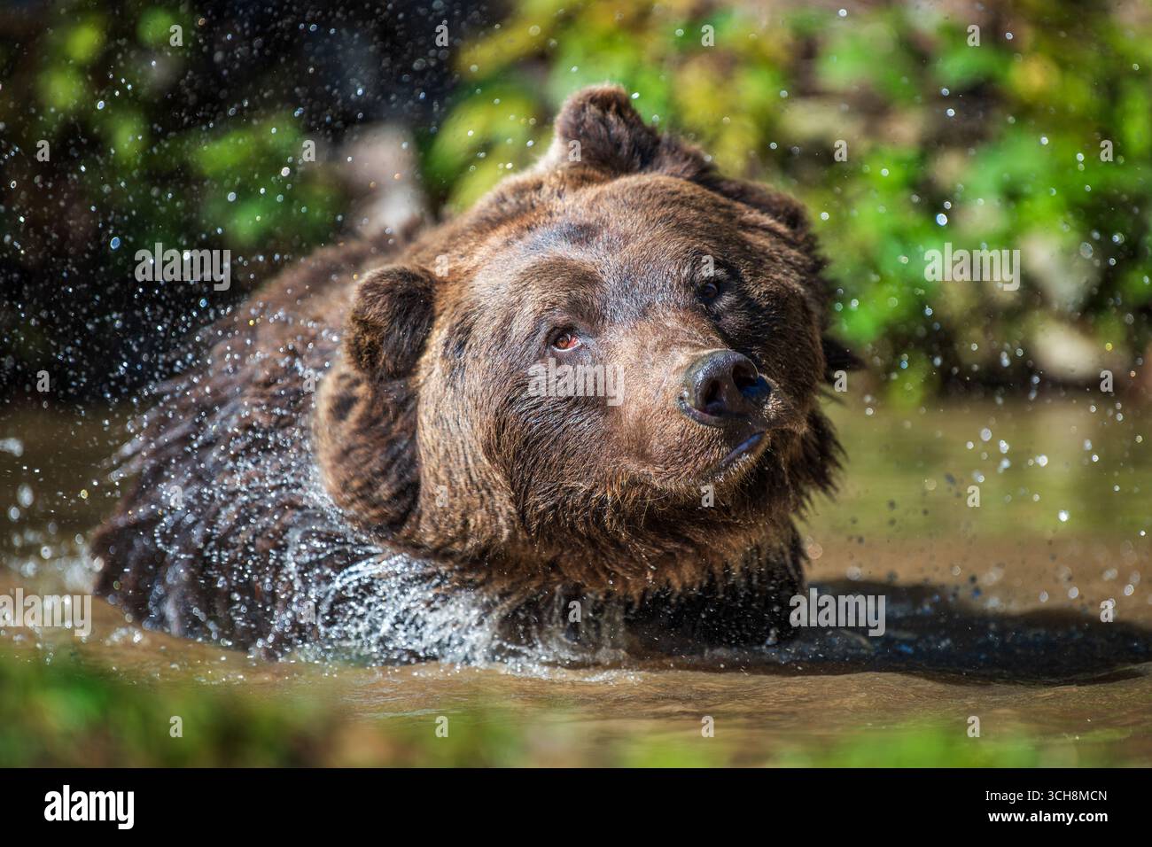 Un orso bruno si scuote dall'acqua dopo una nuotata giocosa in uno stagno, crogiolandosi alla luce del sole con un lussureggiante verde vegetale che circonda l'area. Foto Stock
