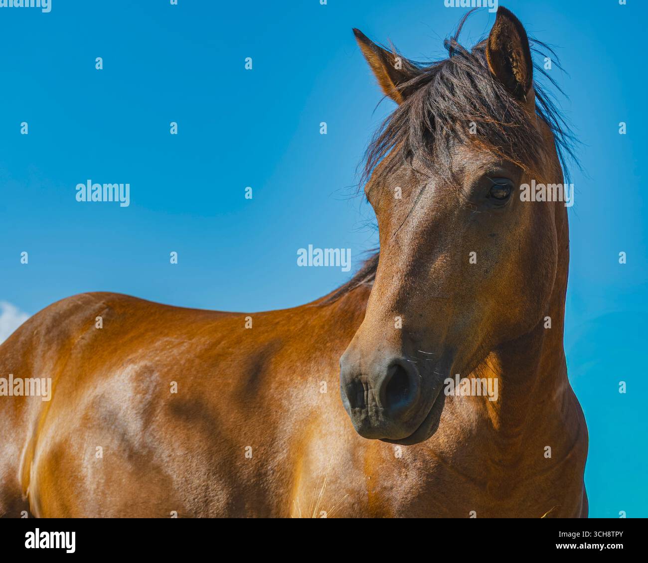 Uno splendido primo piano della testa di un cavallo bruno selvaggio contro un cielo blu vibrante con alcune nuvole. Il cavallo guarda direttamente la telecamera Foto Stock