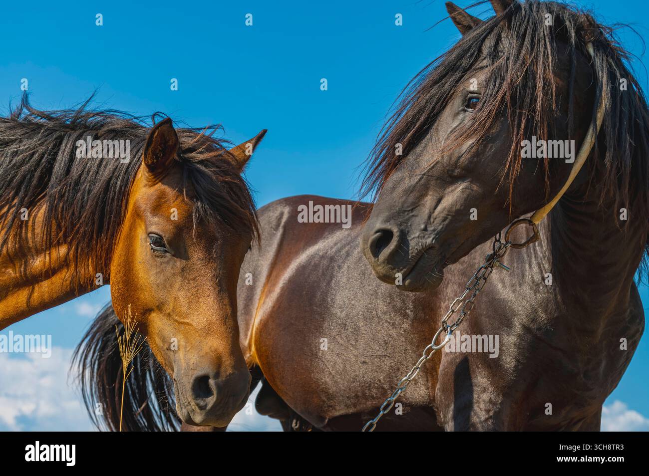 Due cavalli selvaggi, un castagno e uno marrone scuro, si stagliano fianco a fianco e guardano direttamente la fotocamera sotto un cielo blu vivace. Foto Stock