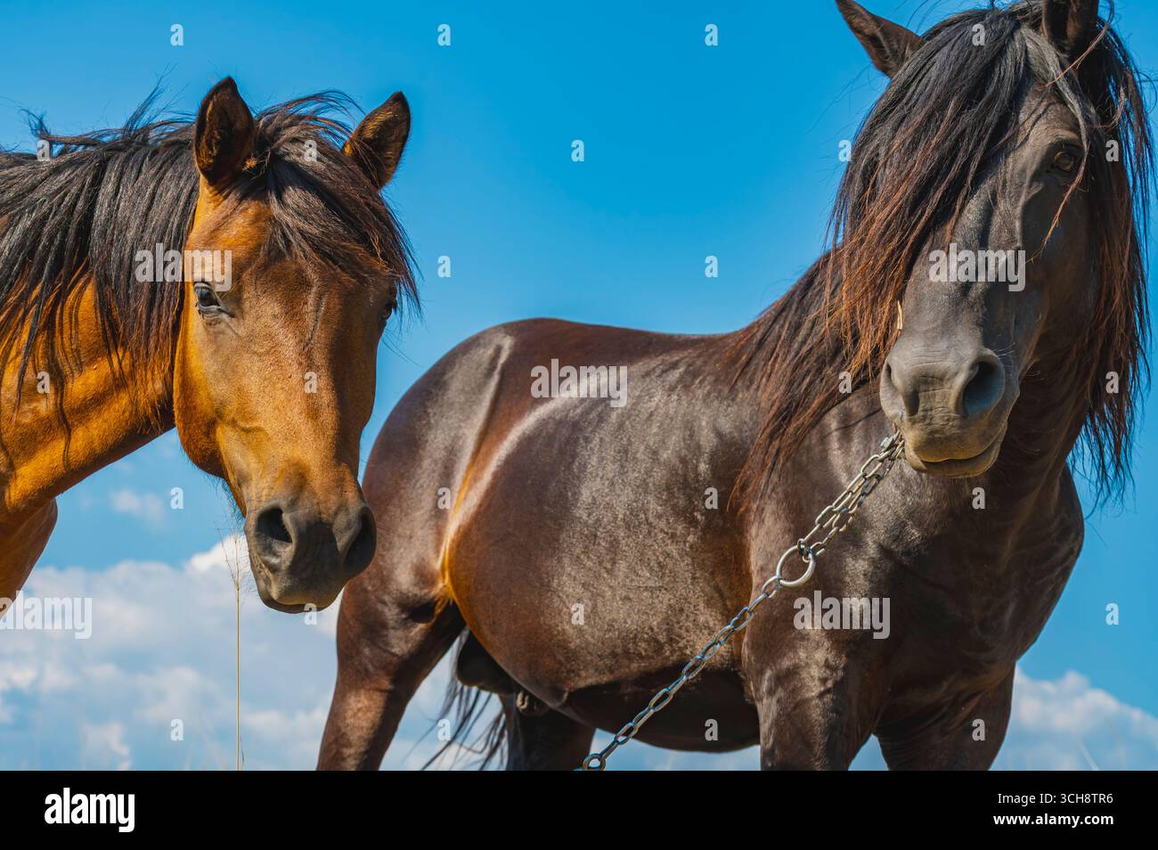Due cavalli selvaggi, un castagno e uno marrone scuro, si stagliano fianco a fianco e guardano direttamente la fotocamera sotto un cielo blu vivace. Foto Stock