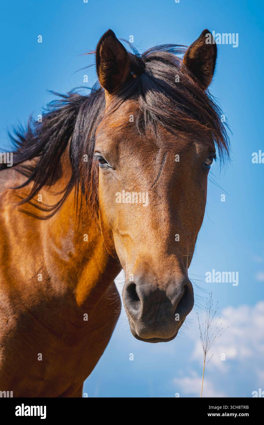 Uno splendido primo piano della testa di un cavallo bruno selvaggio contro un cielo blu vibrante con alcune nuvole. Il cavallo guarda direttamente la telecamera Foto Stock