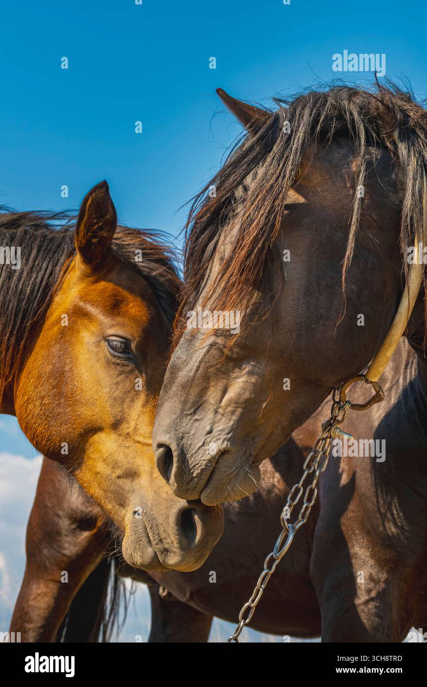Due cavalli selvaggi, uno marrone scuro e uno castagno, naso a naso in un momento tenero sotto un cielo azzurro. Primo piano, scatto verticale. Foto Stock