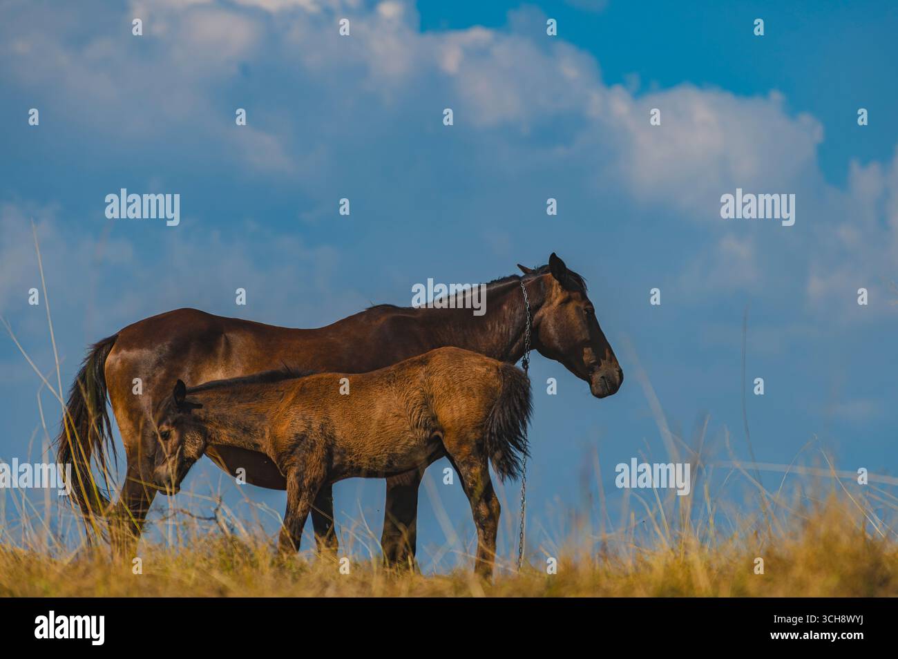 Un mare e il suo puledro si stagliano insieme su una collina erbosa, con una silhouette che si staglia su un bellissimo cielo blu con morbide nuvole. Una rappresentazione perfetta di un cavallo Foto Stock