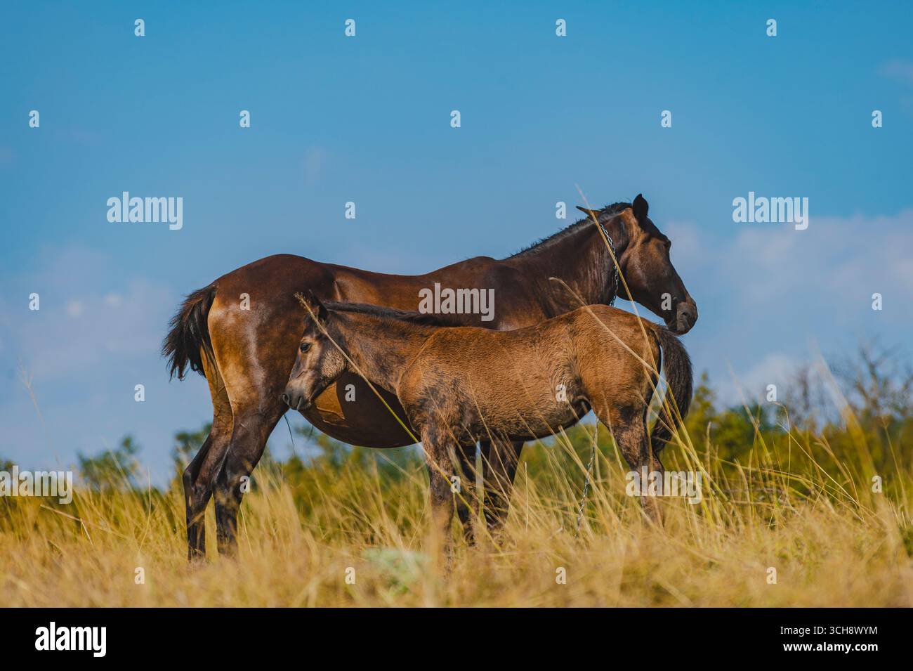 Un mare e il suo puledro si stagliano insieme su una collina erbosa, con una silhouette che si staglia su un bellissimo cielo blu con morbide nuvole. Una rappresentazione perfetta di un cavallo Foto Stock