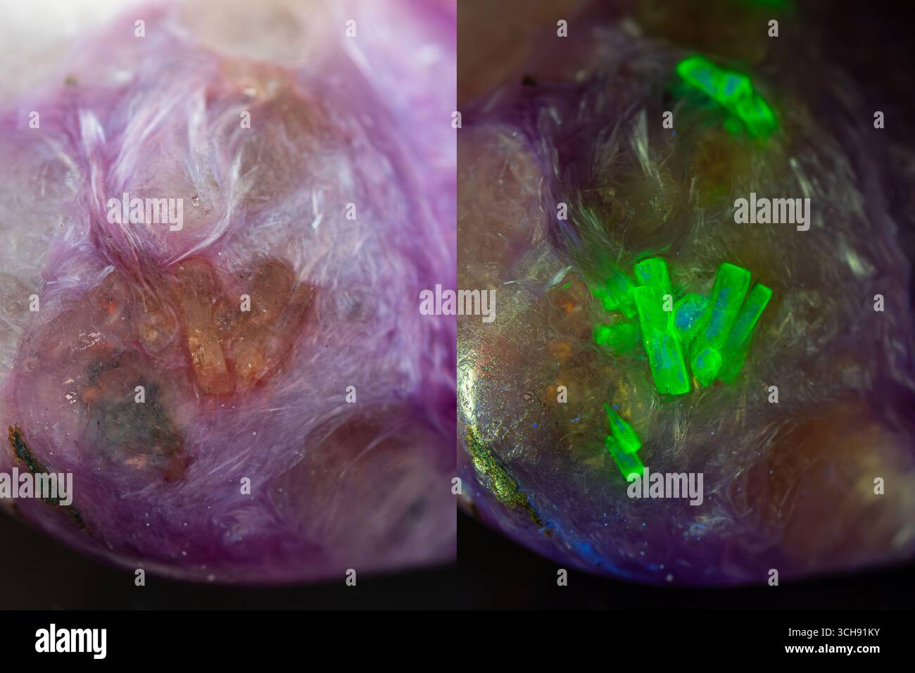 Primo piano di Steacyite minerale in charoite gemma, un minerale radioattivo contenente elemento torio (mostra fluorescente verde sotto la luce UV) Foto Stock