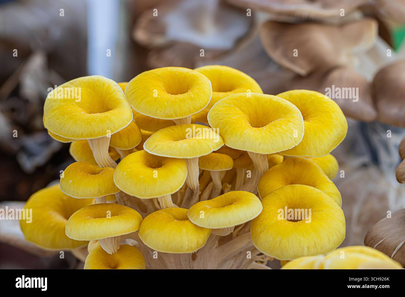 Funghi d'ostrica d'oro (tamogitake) (Pleurotus citrinopileatus), funghi gourmet commestibili Foto Stock