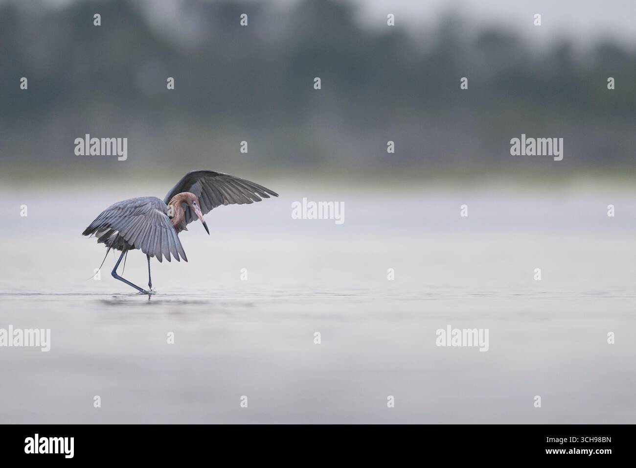 Caccia all'erba rossastra in acque poco profonde Foto Stock