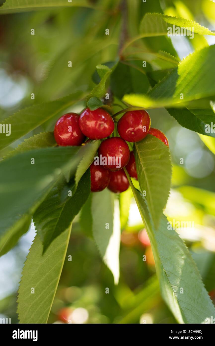 Ciliegie rosse fresche in attesa di essere raccolte dal ciliegio Foto Stock