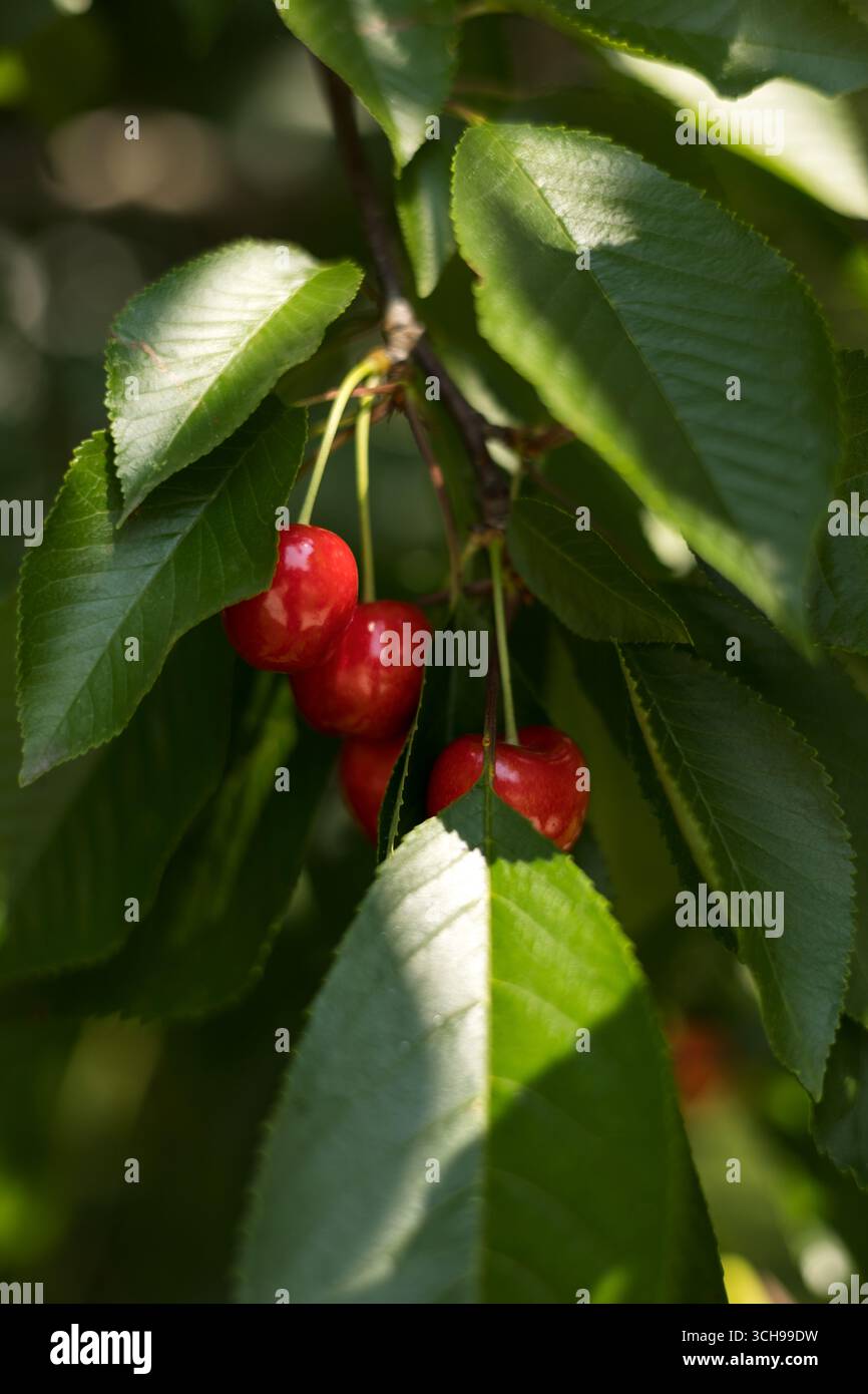 Ciliegie rosse succose, mature e mature appese al ramo dei ciliegi Foto Stock