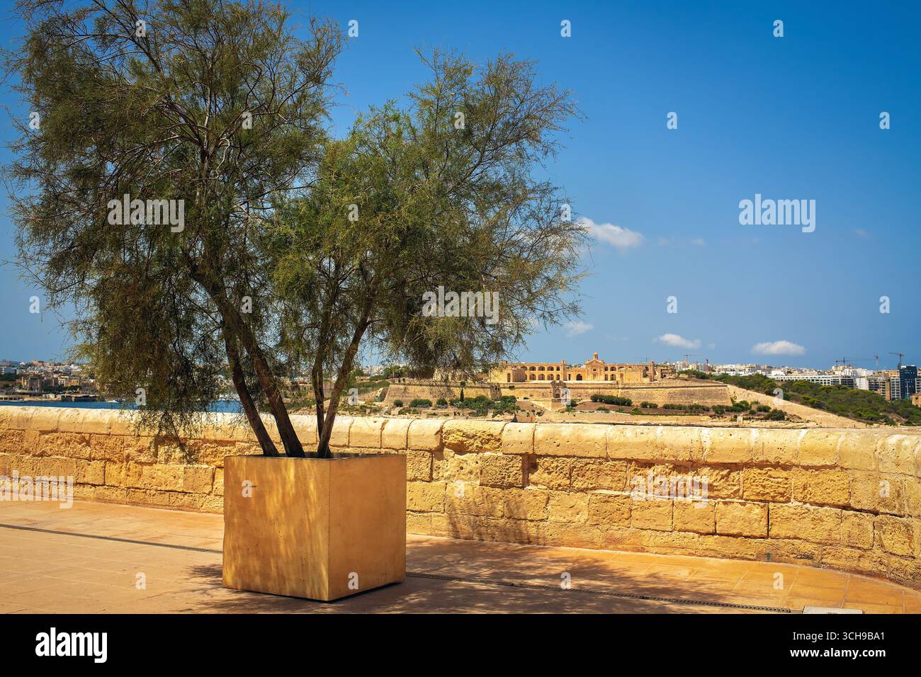 Vista panoramica di un albero in vaso con fortezza storica e paesaggio urbano sotto un cielo azzurro. Concetto di ecologizzazione urbana nel clima mediterraneo. Foto Stock