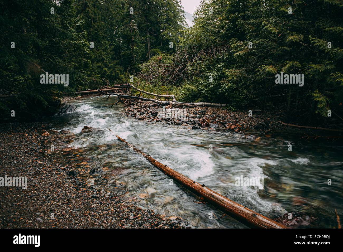Inceppamento registro in Mountain Stream Foto Stock
