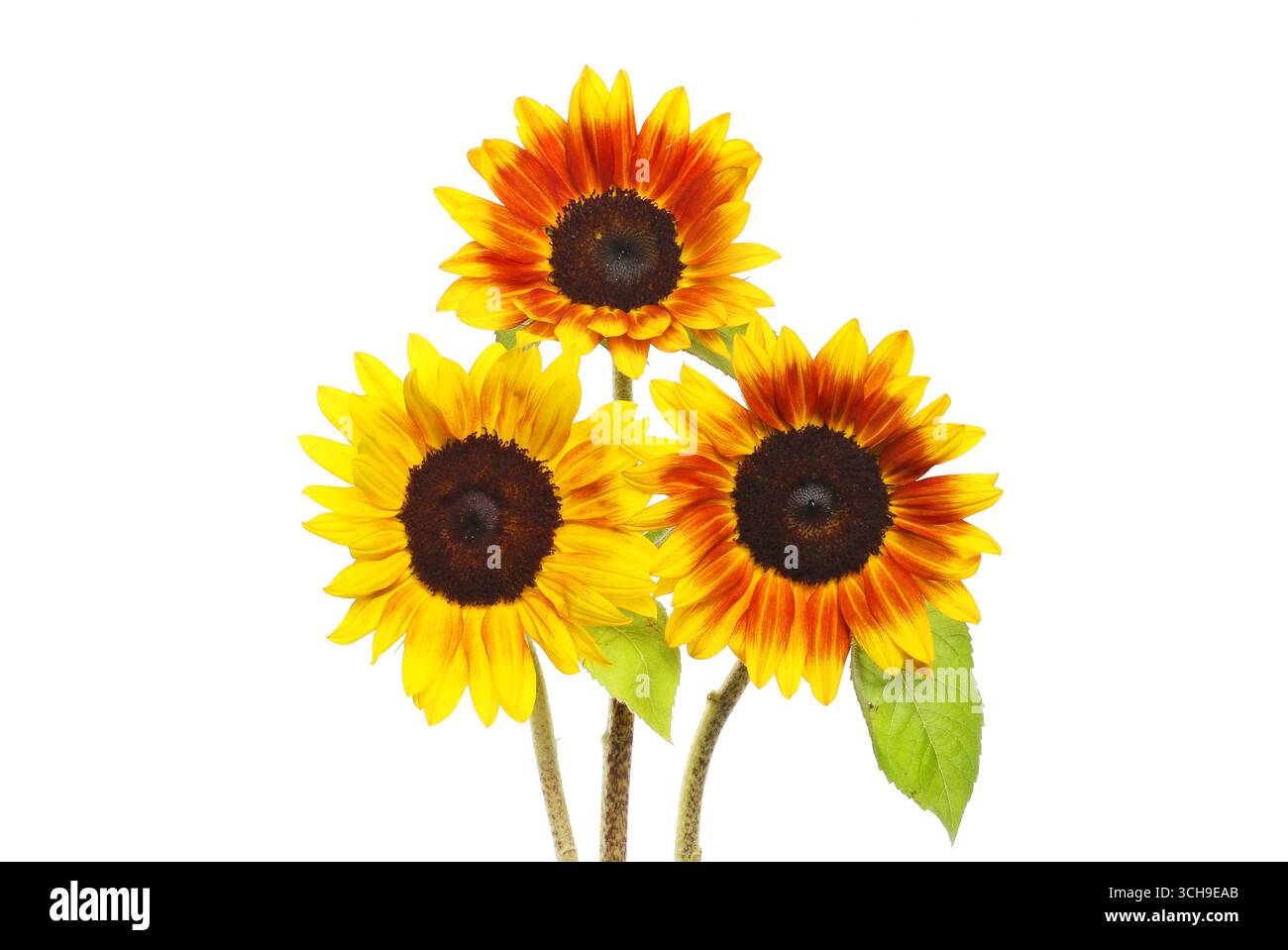 Girasoli comuni, Helianthus annuus, isolati contro il bianco Foto Stock