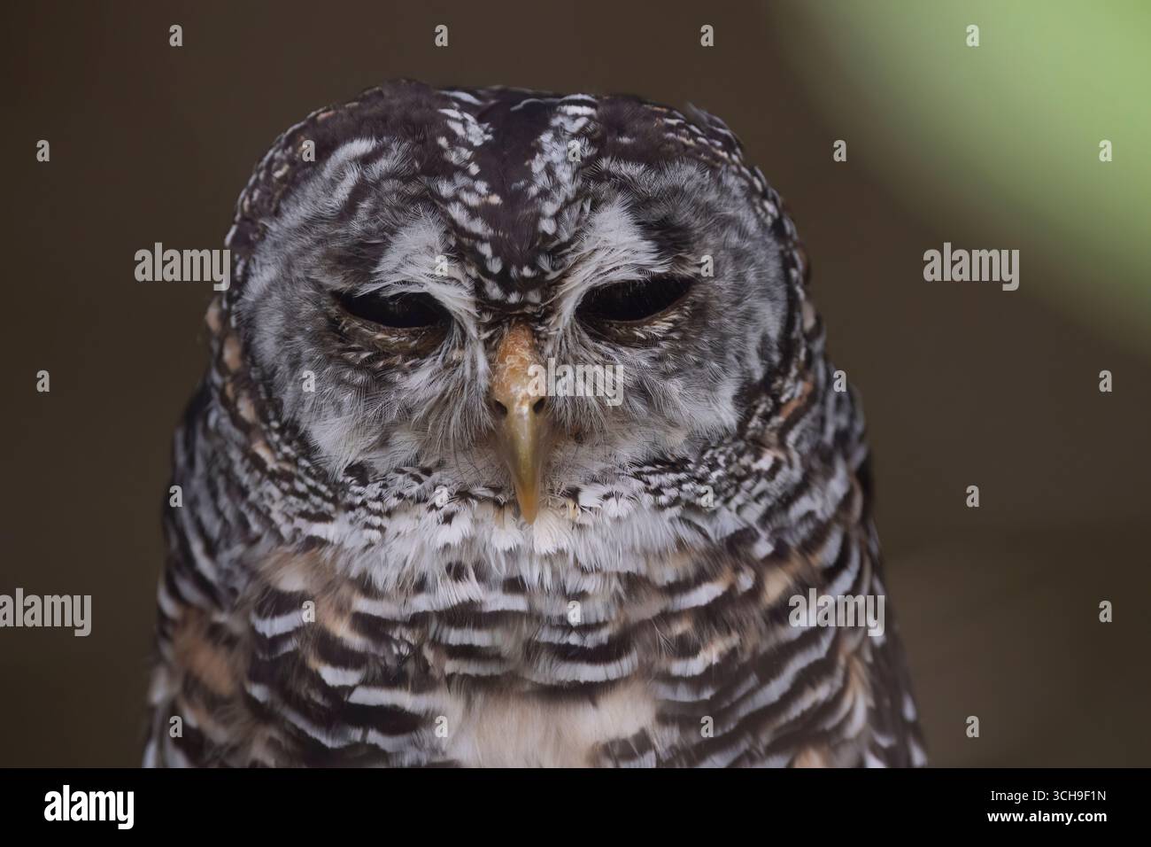 Il gufo di Chaco (Strix chacoensis), un gufo trovato in Argentina, Bolivia e Paraguay. Foto Stock