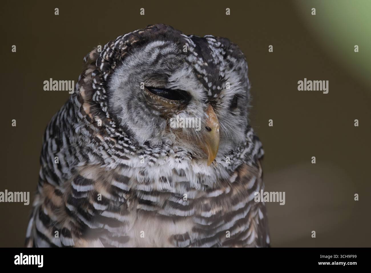 Il gufo di Chaco (Strix chacoensis), un gufo trovato in Argentina, Bolivia e Paraguay. Foto Stock