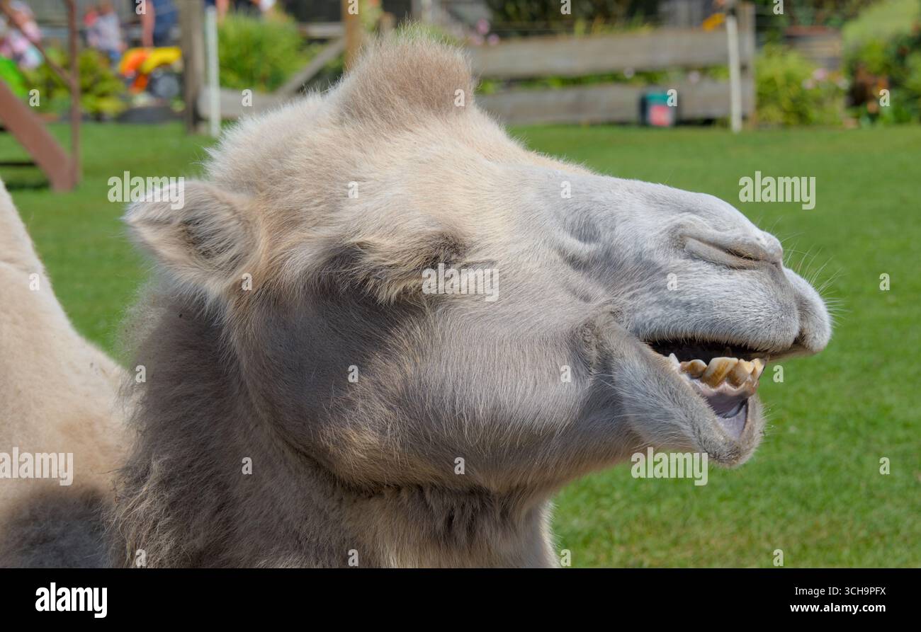 Faccia buffa di un cammello che ride Foto Stock