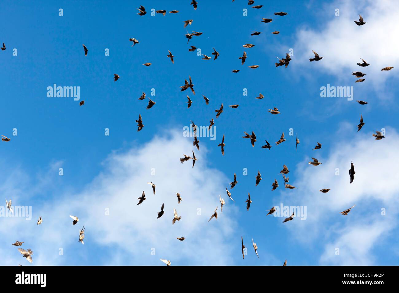 Uno stormo di Common Starlings prende il volo, sopra Walmer Strand, Walmer, Kent Foto Stock
