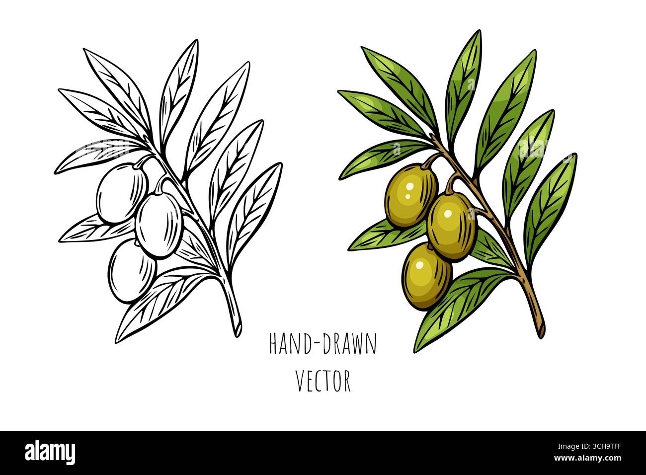 Ramoscello d'oliva trafilato a mano in due stili: A colori e incisione nera. Perfetto per imballaggi alimentari mediterranei e marchi biologici. Illustrazione Vettoriale Ramoscello d'oliva trafilato a mano in due stili: A colori e incisione nera. Perfetto per imballaggi alimentari mediterranei e marchi biologici. Illustrazione Vettoriale
