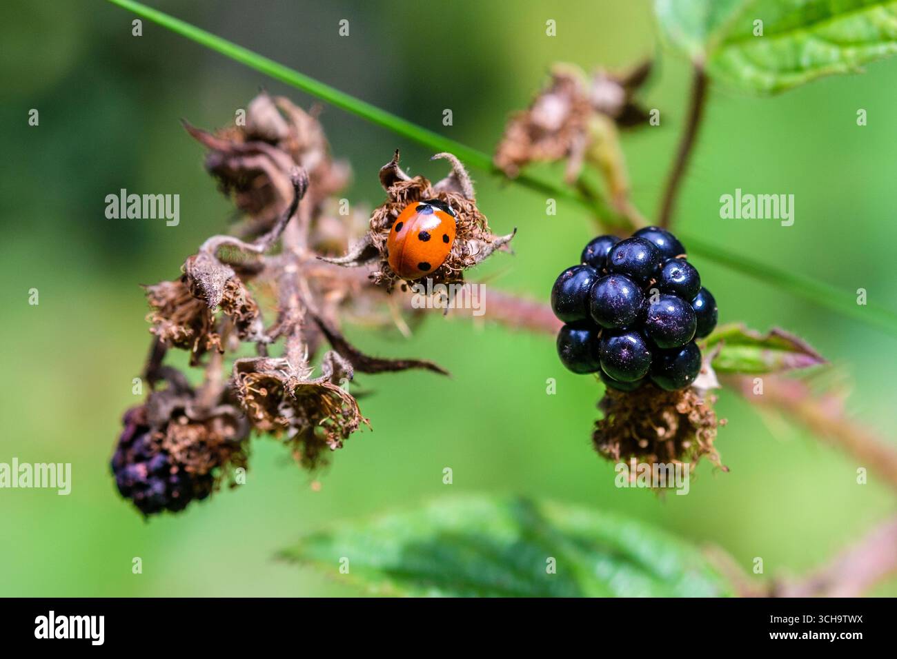 Ladybird ( Coccinellidae ) su un cespuglio di mora nel bosco britannico Foto Stock