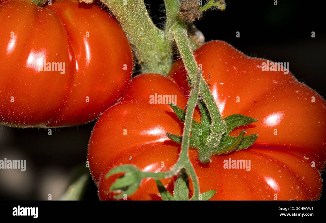 Pomodori che maturano sulla vite in giardino. Primo piano Foto Stock